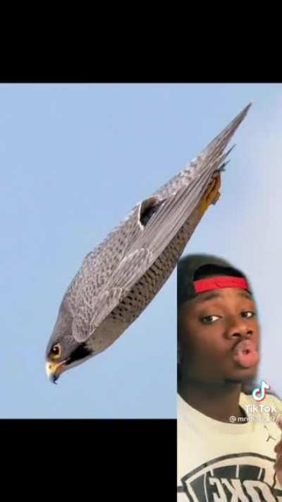 Falcon punch