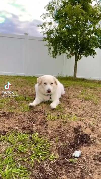 More of calling your dog&rsquo;s name in slow motion