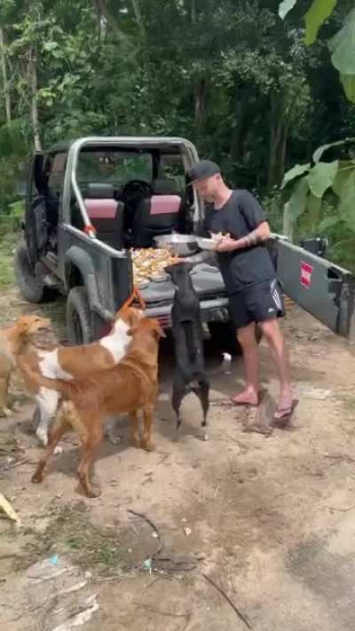 Good dude prepares a gourmet meal for stray doggos!