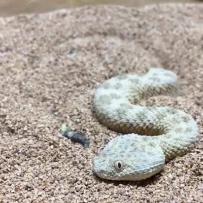 SATISFYING Saharan sand snake concealing itself.