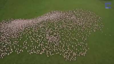 Mesmerizing footage of sheepdogs at work...