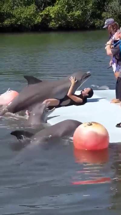 Delfinii, animale iubitoare
