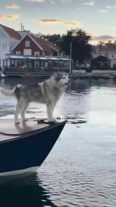 The new boat horn sounds great&hellip;😏😂🐕🚤
