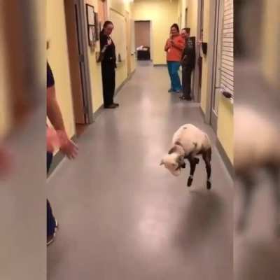 Dancing Sheep