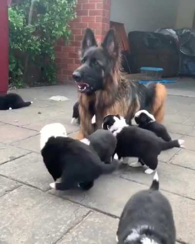 Puppy sitting