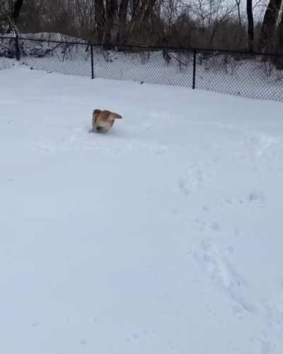 Here&rsquo;s to another 6 weeks of winter and snow zoomies 💨