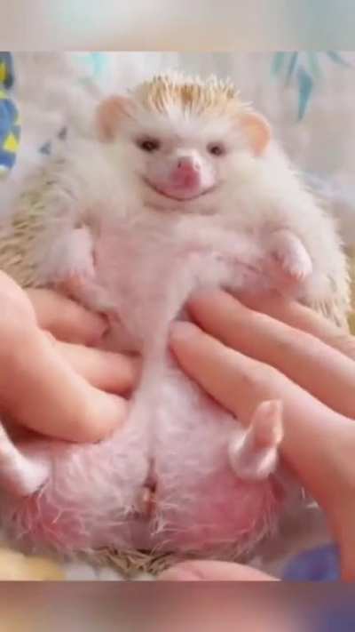 Swset hedgehog 🥰