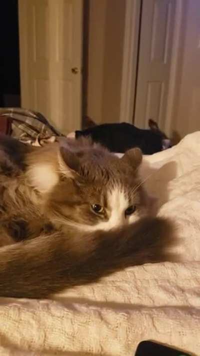 Cat, trying to sleep, about 15 minutes into the dog wrestling match