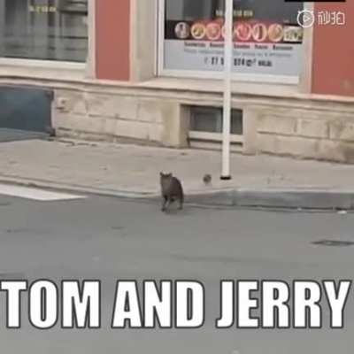 🐈&amp;amp;🐀