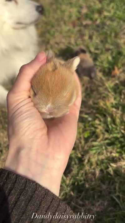Cute rabbit