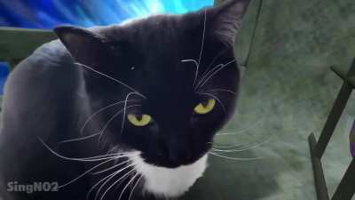 Super Cat Galaxy
