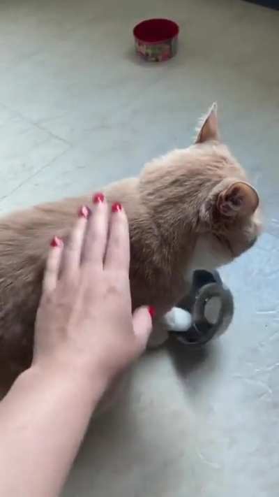 The cat's jammed