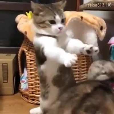 Tuch tha Cat