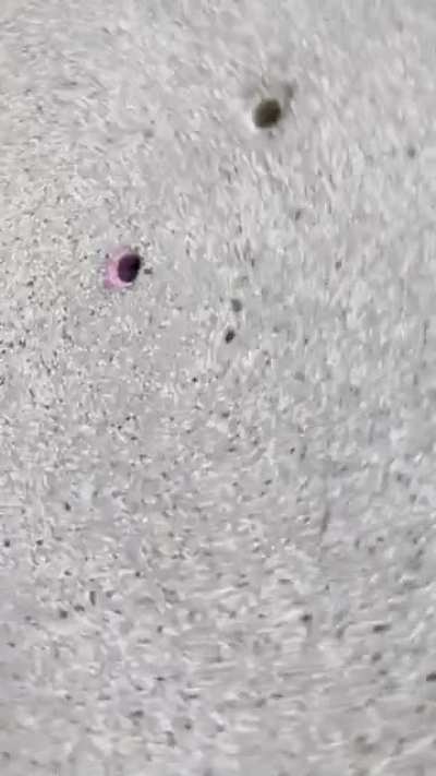 blursed_fleshlight
