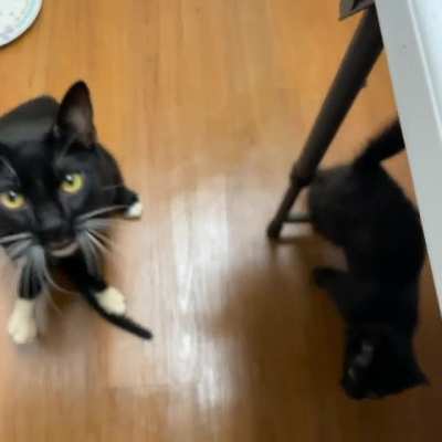 It&rsquo;s a MoOoOoooOoM kind of morning. (Dapper Dan is paralyzed foster pops, bebe Mulder is formerly paralyzed and a few weeks from being adoptable in NY/NJ area through Biscuits and Breadsticks)