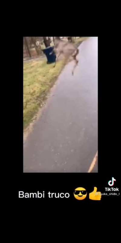 Bambi😮