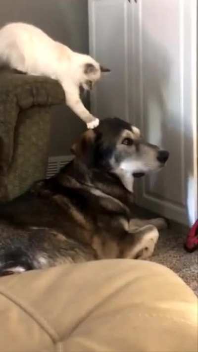 Tactical Head Pats