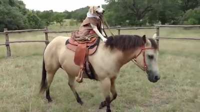 Apenas um cachorro e seu fi&eacute;l cavalo
