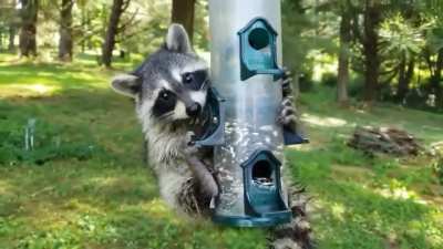 🔥 Raccoon Raids Bird's Reserves