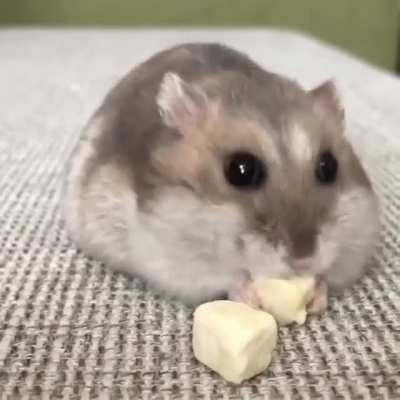 Nomnom