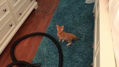 My new kitten&rsquo;s 1st day checking out his new home. I sneezed. Poor baby...