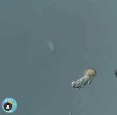 A single celled organism eats a single celled organism.