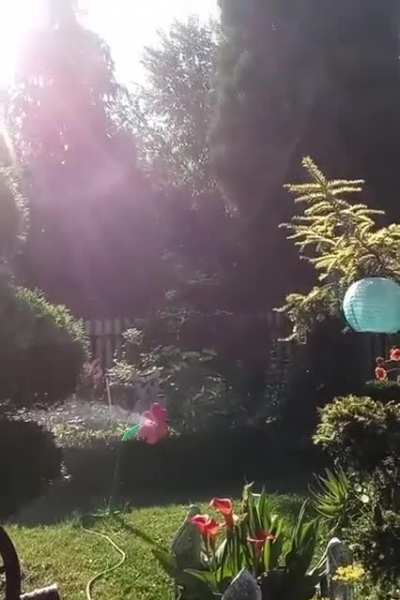 The most intense garden sprinkler