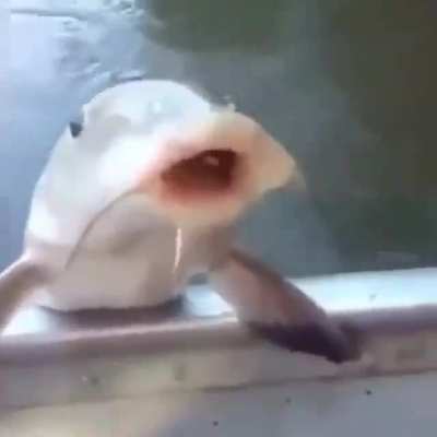 Beer fish