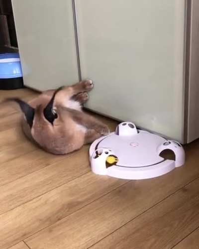 get em' flop