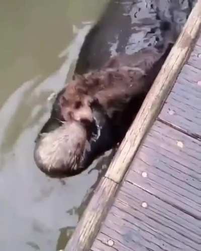 Mom! I&rsquo;m stuck on the dock!