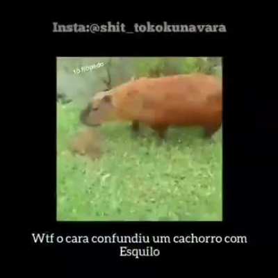 Essa marca de esquilo eu desconhe&ccedil;o