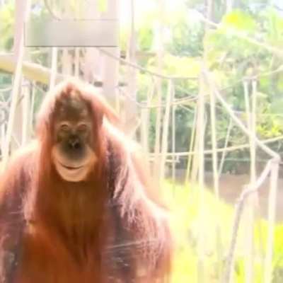 Trauma monkey