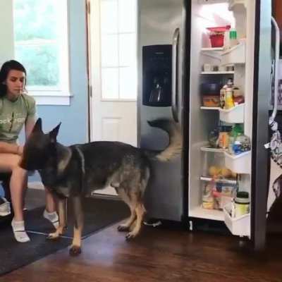 Good boy helping his owner !