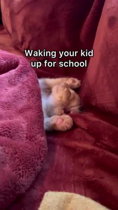 wakey wakey