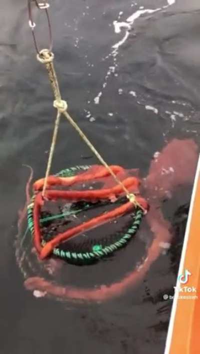 Big Ass Octopus