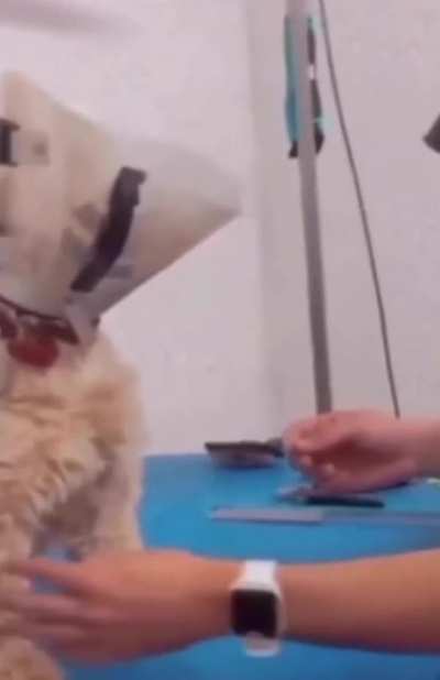 If Barry Allen had a dog