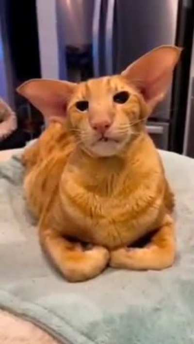 raow 