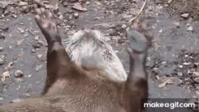 Otters juggle rocks and researchers don't know why