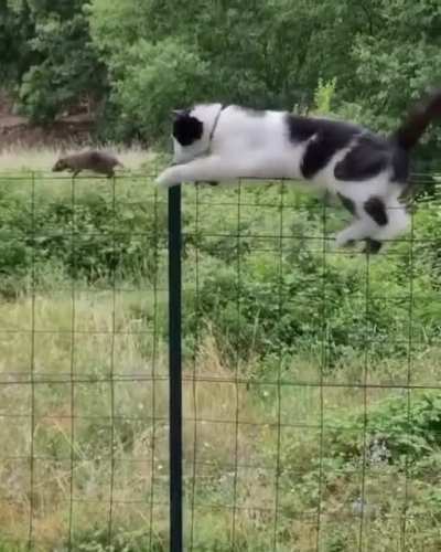 Catch me, fatso...