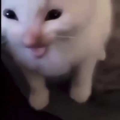 hi herbert