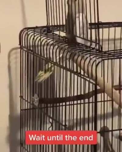 Poor birb
