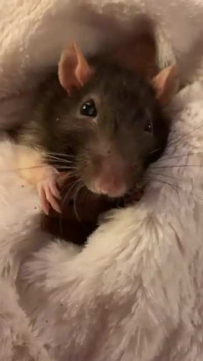 Archie &hearts;️