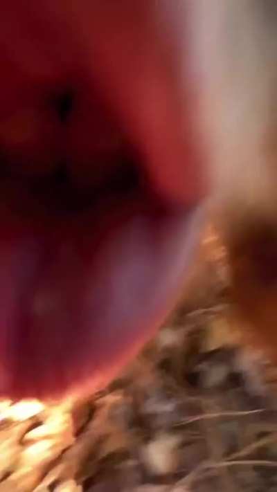 POV: banan
