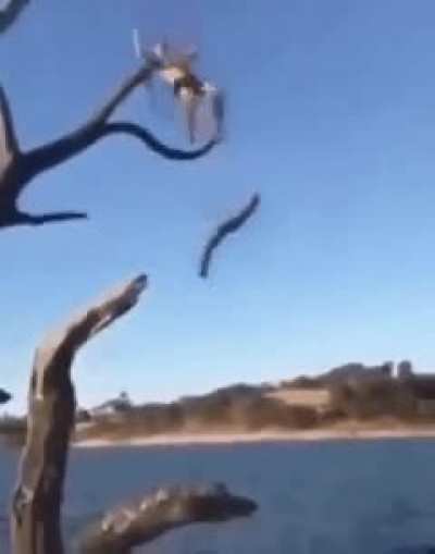 HMFT after I try to be Tarzan