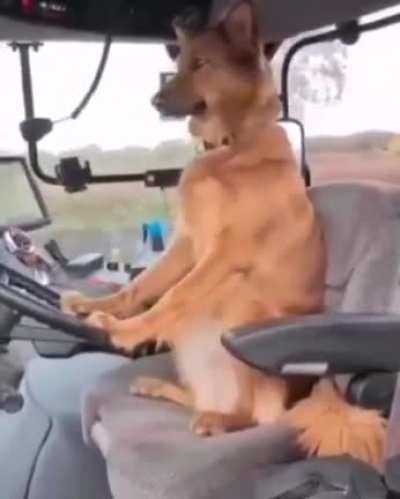 This good boy has the coolest job