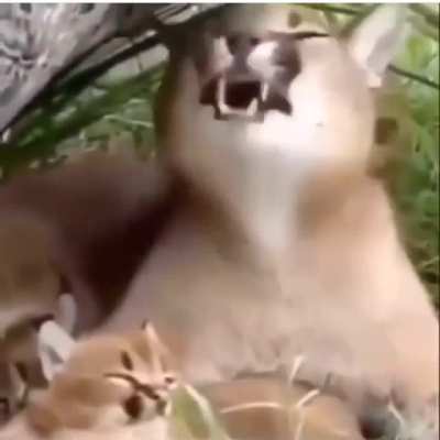 :O