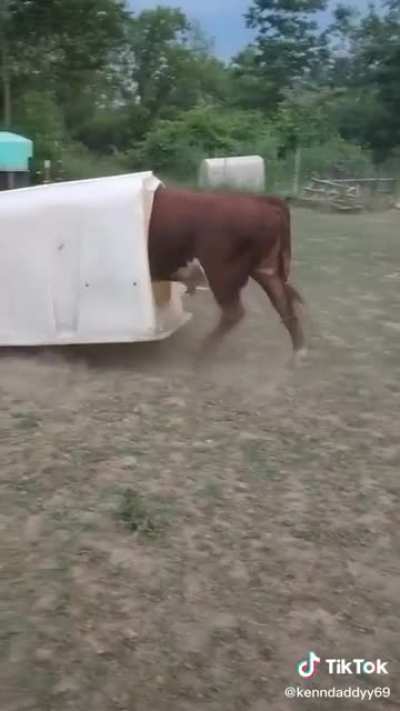 New Bull