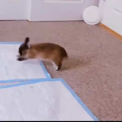 my second day with dandelion :) hes having such a great time. this was him in the span of 10 minutes