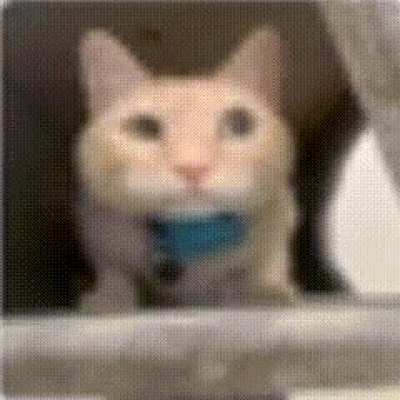 cat roule