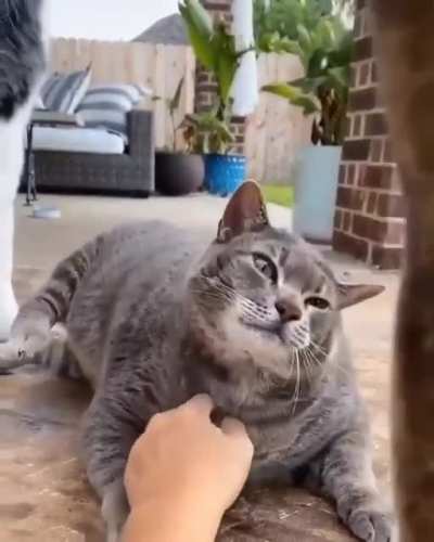 Котик